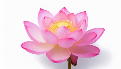 Lotus pink on white background isolated. Beautiful flower.