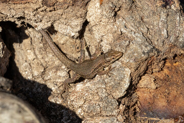 Common Wall Lizard on Tree Bark in Sunlight