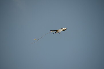 Swallow-tailed Kite in flight with nesting material in Costa Rica