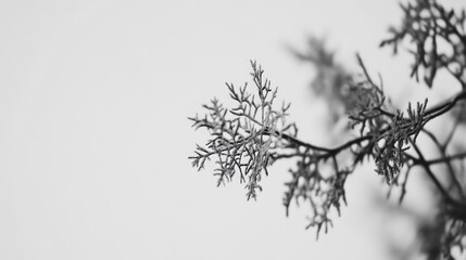 Obraz premium Winter Snowfall Falling Lightly Across the Scene