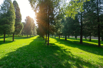 Sunlight passes through the forest