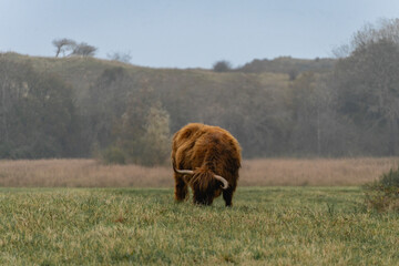 Portait of a highlander cow, in the National Park Lentevreugd in Wassenaar, The Netherlands.