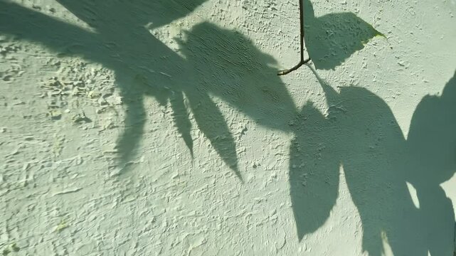 shadows tree leaves cast rough textured graygreen 4k concrete wall natureinspired concept offers minimalist background video plenty space text overlays mockups shadow
