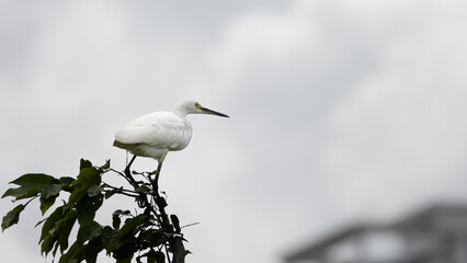 Egret White Heron in perching and flying in Gurney Beach Penang Malaysia.