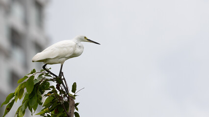 Egret White Heron in perching and flying in Gurney Beach Penang Malaysia.