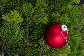 Christmas tree branch and red bauble, Xmas holiday decoration closeup.