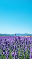 Lavender Field Under a Clear Sky