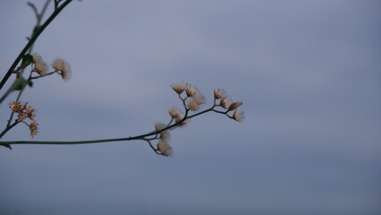 A branch of pretty white drying grass flower and cloud sky behind