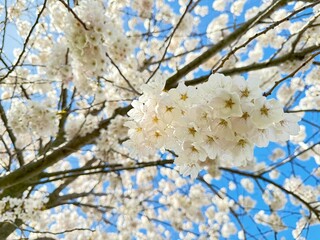 Fototapeta premium Blooming white flowers