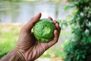 Close-up of a hand gripping a fresh green guava with bite marks.