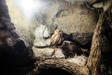 close up of little owl standing on the rock with bright light from the above with copy space 