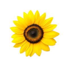 Fototapeta premium a sunflower, large yellow petals with dark center, vibrant and detailed, isolated on white background
