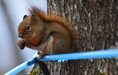 A squirrel in a maple grove, Sainte-Apolline, Québec, Canada
