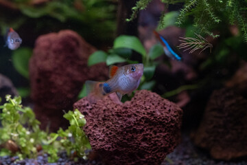 Close up of small fish in an aquarium with green plants.