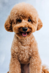 A small beautiful red poodle on a light gray background. Close up pet portrait. Front view