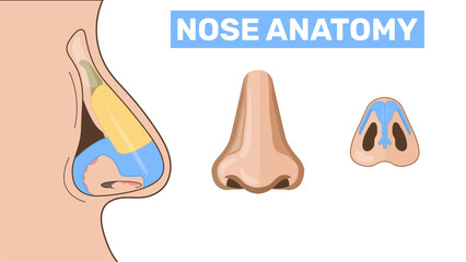A isolated human nose, Organ of human smell, nose. Nasal anatomy Biology, anatomy of man and human organs, body. Nose, body part, perception of odors from the environment. Side view, medicine, science