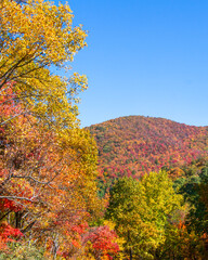 Fototapeta premium A telephoto view of a mountain top framed by vibrant red, yellow, and green trees along the Cherohala Skyway at the Turkey Creek Overlook in Tennessee. Vertical