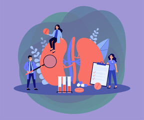 Experienced tiny doctors examining kidneys flat vector illustration. Cartoon medical specialists studying donor inner organ. Medicine, physiology and pharmacy research concept