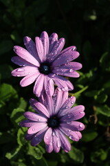 Obraz premium Purple Flower Dew Drops