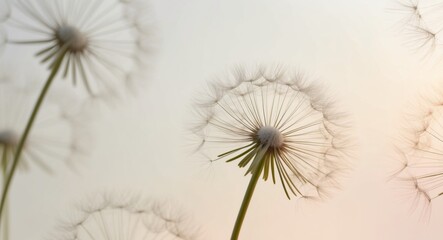 Dandelion flower or seed with fluff on soft gradient background.