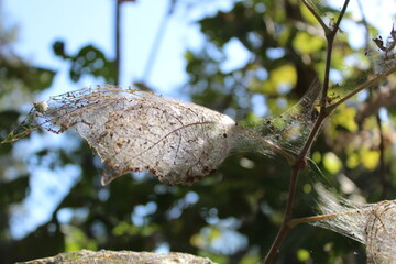 web covered leaf