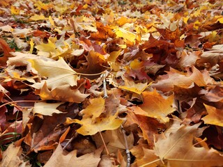 Fallen yellow maple leaves