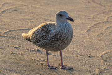 Young Seagull standing at the beach