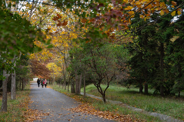 Autumn Colorful in the Ataturk Arboretum Photo, Sariyer Istanbul, Turkiye (Turkey)