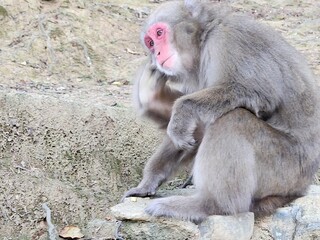 Encounter with Kyoto's Monkeys: Wildlife at Arashiyama Monkey Park