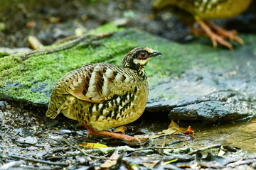 Bar-backed Partridge in pond bird washing in the forest.