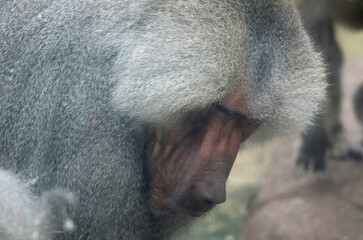 マントヒヒ