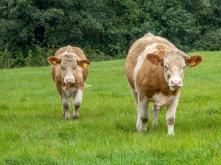 close of portrait of pretty brown and white cows