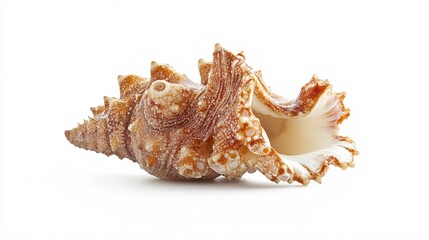 Obraz premium Exquisite Seashell on White: A Captivating Close-Up of Marine Beauty