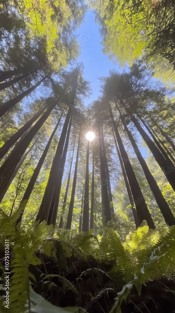 Aufkleber a serene view of towering redwood trees reaching towards the sky in a lush forest under bright sunli