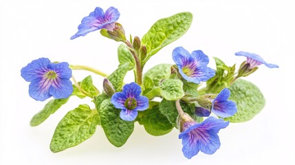 Vivid Blue Flowers: A Close-Up of Delicate Petals and Lush Green Leaves on a White Background