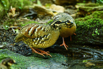 Bar-backed Partridge in pond bird washing in the forest.