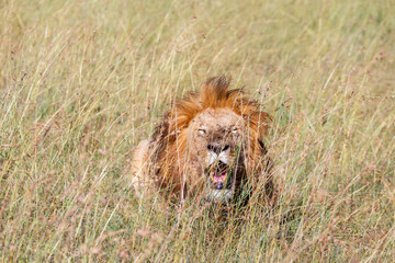 Tired old male lion in the grass on the African savanna