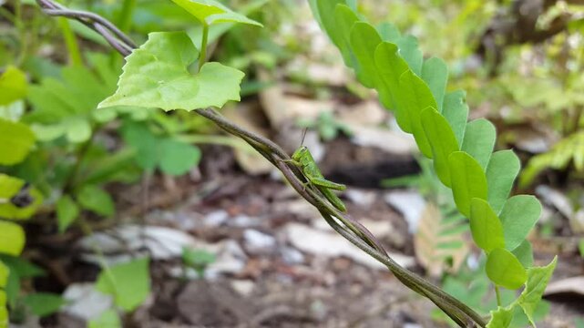 4k view of Green grasshopper (Cyrtacanthacridinae) resting on a plant. Perfect for documentaries in tropical rainforests and World Environment Day on June 5th. Valanga nigricornis