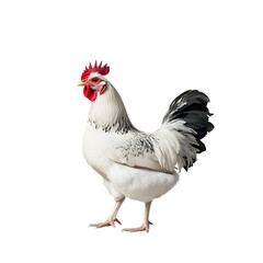 Fototapeta premium Rooster in the sun