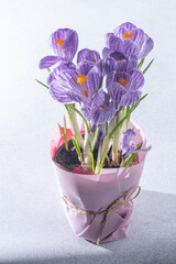 Purple flowers of crocuses.