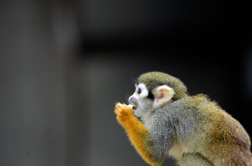 Obraz premium リスザル