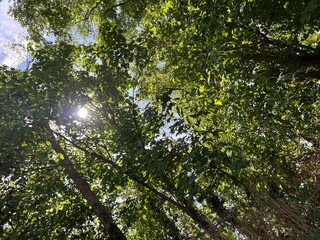Fototapeta premium green leaves and sky