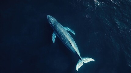 Fototapeta premium A whale is swimming in the ocean. The whale is large and has a long tail. The water is dark blue and the sky is clear