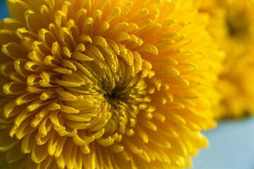 Yellow large chrysanthemum close up. Macro