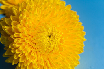 Yellow large chrysanthemum close up. Macro