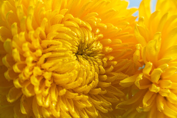 Yellow large chrysanthemum close up. Macro