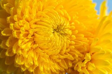 Yellow large chrysanthemum close up. Macro