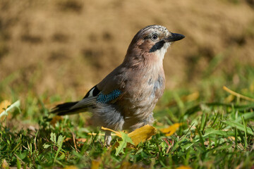 Adult eurasian jay