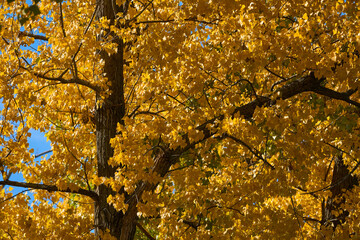 Poplar tree with golden leaves