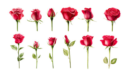 Naklejka premium set of red rose flowers watercolor isolated on transparent background cutout